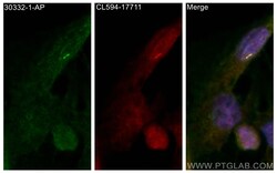 ARL13B Guinea Pig Polyclonal Antibody, Proteintech:Antibodies:Primary Antibodies