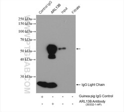 ARL13B Guinea Pig Polyclonal Antibody, Proteintech:Antibodies:Primary Antibodies