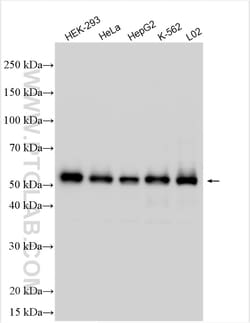 ARL13B Guinea Pig Polyclonal Antibody, Proteintech:Antibodies:Primary Antibodies