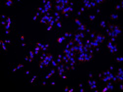 ARL3 Mouse Monoclonal Antibody, Proteintech Unconjugated; 20 &mu;L:Antibodies,