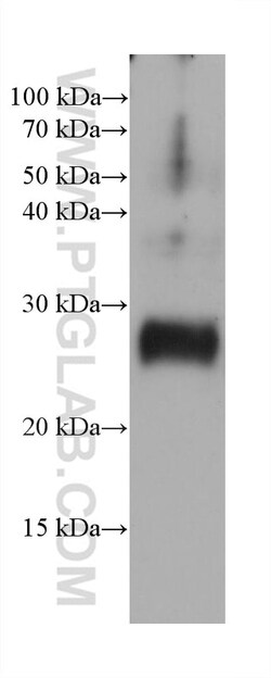 ARL3 Mouse Monoclonal Antibody, Proteintech Unconjugated; 20 &mu;L:Antibodies,