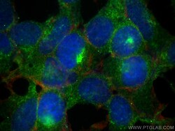 ARL8A/ARL8B Mouse Monoclonal Antibody, Proteintech Unconjugated; 150 &mu;L:Antibodies,