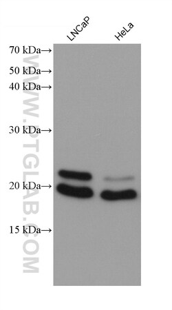 ARL8A/ARL8B Mouse Monoclonal Antibody, Proteintech Unconjugated; 150 &mu;L:Antibodies,