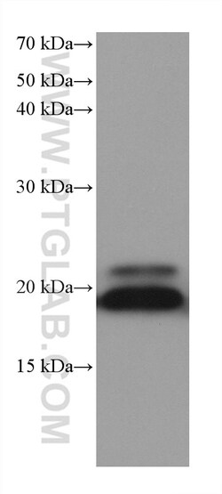 ARL8A/ARL8B Mouse Monoclonal Antibody, Proteintech Unconjugated; 150 &mu;L:Antibodies,