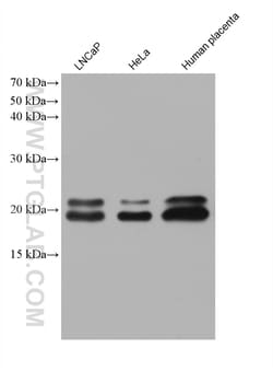ARL8A/ARL8B Mouse Monoclonal Antibody, Proteintech Unconjugated; 150 &mu;L:Antibodies,