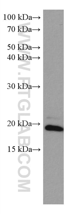 ARL8B Mouse Monoclonal Antibody, Proteintech Unconjugated; 150 &mu;L:Antibodies,