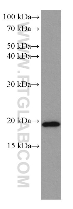 ARL8B Mouse Monoclonal Antibody, Proteintech Unconjugated; 150 &mu;L:Antibodies,