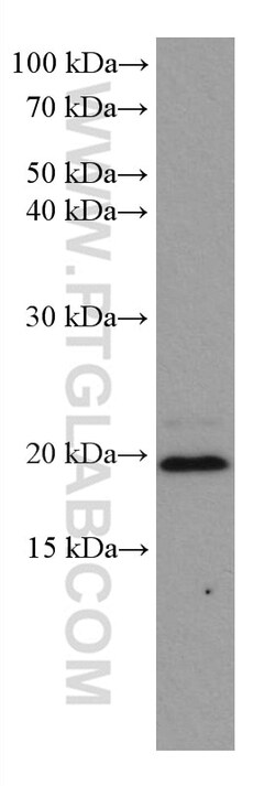 ARL8B Mouse Monoclonal Antibody, Proteintech Unconjugated; 150 &mu;L:Antibodies,