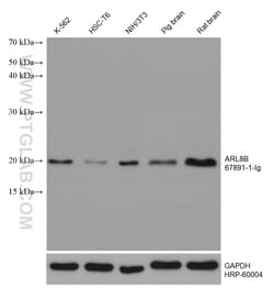 ARL8B Mouse Monoclonal Antibody, Proteintech Unconjugated; 150 &mu;L:Antibodies,