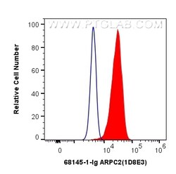 ARPC2 Mouse Monoclonal Antibody, Proteintech Unconjugated; 150 &mu;L:Antibodies,
