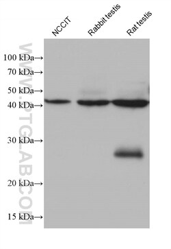 ACTRT3/ARPM1 Mouse Monoclonal Antibody, Proteintech Unconjugated; 20 &mu;L:Antibodies,