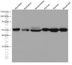 ASL Mouse Monoclonal Antibody, Proteintech Unconjugated; 150 &mu;L:Antibodies,