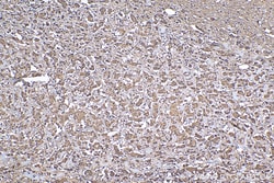 ATF4 Rabbit Recombinant Antibody, Proteintech Unconjugated; 20 &mu;L:Antikörper