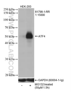 ATF4 Rabbit Recombinant Antibody, Proteintech Unconjugated; 20 &mu;L:Antikörper
