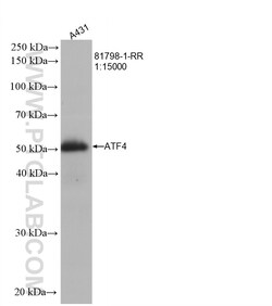ATF4 Rabbit Recombinant Antibody, Proteintech Unconjugated; 20 &mu;L:Antikörper
