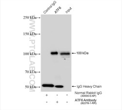 ATF6 Rabbit Recombinant Antibody, Proteintech:Antibodies:Primary Antibodies