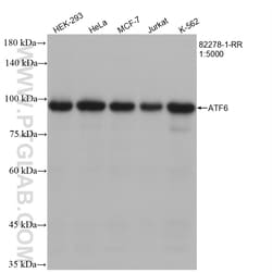 ATF6 Rabbit Recombinant Antibody, Proteintech:Antibodies:Primary Antibodies