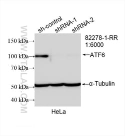 ATF6 Rabbit Recombinant Antibody, Proteintech:Antibodies:Primary Antibodies