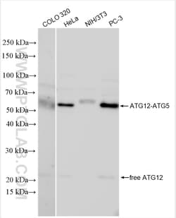 ATG12 Rabbit Polyclonal Antibody, Proteintech Unconjugated; 150 &mu;L:Antibodies,