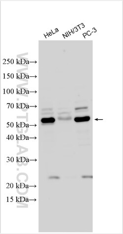 ATG12 Rabbit Polyclonal Antibody, Proteintech Unconjugated; 150 &mu;L:Antibodies,