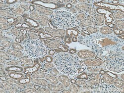 ATG4B Mouse Monoclonal Antibody, Proteintech Unconjugated; 150 &mu;L:Anticorps,