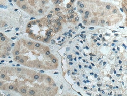 ATG4B Mouse Monoclonal Antibody, Proteintech Unconjugated; 150 &mu;L:Anticorps,