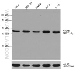 ATG4B Mouse Monoclonal Antibody, Proteintech Unconjugated; 150 &mu;L:Anticorps,