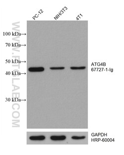 ATG4B Mouse Monoclonal Antibody, Proteintech Unconjugated; 150 &mu;L:Anticorps,