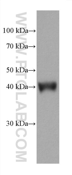 ATG4B Mouse Monoclonal Antibody, Proteintech Unconjugated; 150 &mu;L:Anticorps,