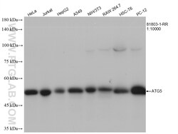 ATG5 Rabbit Recombinant Antibody, Proteintech:Antibodies:Primary Antibodies