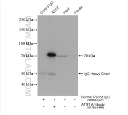 ATG7 Rabbit Recombinant Antibody, Proteintech Unconjugated; 100 &mu;L:Antibodies,