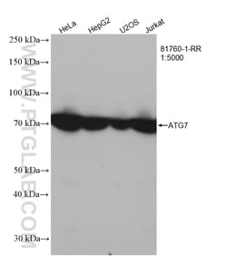 ATG7 Rabbit Recombinant Antibody, Proteintech Unconjugated; 100 &mu;L:Antibodies,