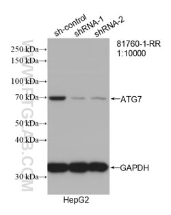 ATG7 Rabbit Recombinant Antibody, Proteintech Unconjugated; 100 &mu;L:Antibodies,