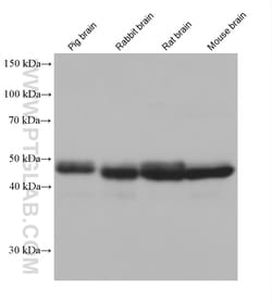 ATP6V1H Mouse Monoclonal Antibody, Proteintech:Antibodies:Primary Antibodies