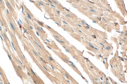 ATPAF2 Mouse Monoclonal Antibody, Proteintech:Antibodies:Primary Antibodies