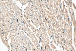 ATPAF2 Mouse Monoclonal Antibody, Proteintech:Antibodies:Primary Antibodies