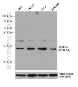 ATPBD4 Mouse Monoclonal Antibody, Proteintech Unconjugated; 150 &mu;L:Antibodies,