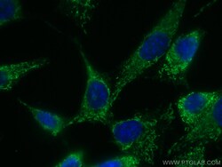 CoraLite 488-conjugated Adiponectin Mouse Monoclonal Antibody, Proteintech:Antibodies:Primary