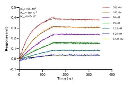 PEX14 Rabbit Recombinant Antibody, Proteintech Unconjugated; 100 &mu;L:Antibodies