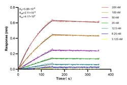 BCL2 Rabbit Recombinant Antibody, Proteintech:Antibodies:Primary Antibodies