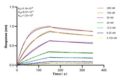 Connexin 43 Rabbit Recombinant Antibody, Proteintech:Antibodies:Primary
