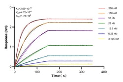 Occludin Rabbit Recombinant Antibody, Proteintech:Antibodies:Primary Antibodies