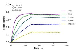 NRF2, NFE2L2 Rabbit Recombinant Antibody, Proteintech:Antikörper:Primärantikörper