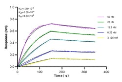 SYNPO Rabbit Recombinant Antibody, Proteintech:Antibodies:Primary Antibodies
