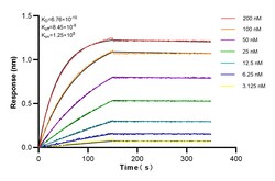 STAR Rabbit Recombinant Antibody, Proteintech:Antibodies:Primary Antibodies