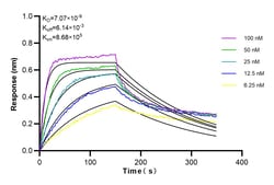 G3BP1 Rabbit Recombinant Antibody, Proteintech:Antibodies:Primary Antibodies