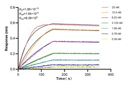 GRB10 Rabbit Recombinant Antibody, Proteintech Unconjugated; 100 &mu;L:Antibodies,