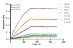 Thumbnail_CD3 Rabbit Recombinant Antibody, Proteintech:Antibodies:Primary Antibodies