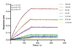 CD3 Rabbit Recombinant Antibody, Proteintech:Antibodies:Primary Antibodies