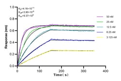 YTHDF2 Rabbit Recombinant Antibody, Proteintech Unconjugated; 20 &mu;L:Antibodies,